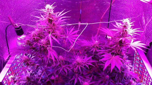 devotchka-auto-doctors-choise__eLgFBcT4gxYPiXKu.jpg devotchka-auto-doctors-choise__eLgFBcT4gxYPiXKu.jpg