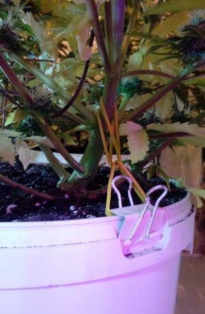 20220109_192628~2.jpg 20220109_192628~2.jpg