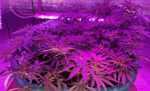 gorilla-glue-4-fem-anesia-seeds__JxbKRZBEtAAcPXpu.jpg gorilla-glue-4-fem-anesia-seeds__JxbKRZBEtAAcPXpu.jpg