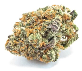 mimosa.jpeg mimosa.jpeg