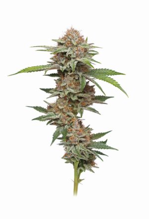 Blueberry Muffins.jpg Blueberry Muffins.jpg