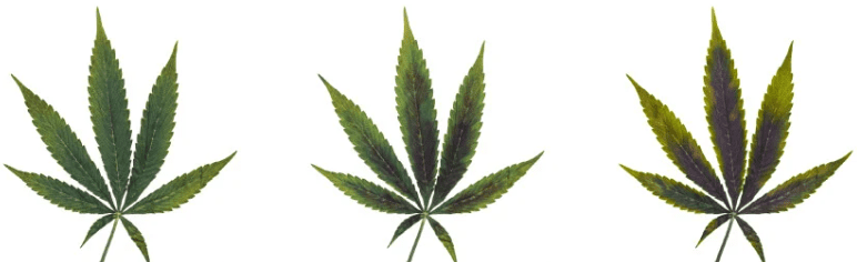 1642519535606.png 1642519535606.png