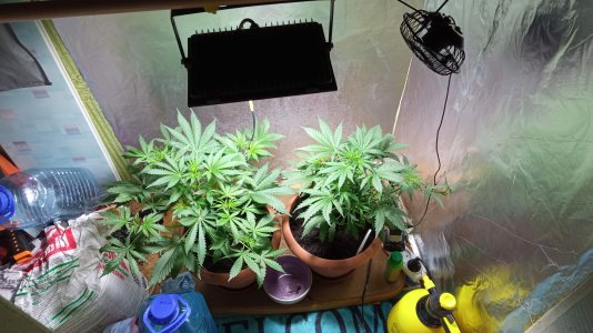 IMG_20220118_195756.jpg IMG_20220118_195756.jpg