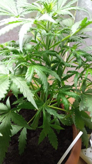 IMG_20220118_200507.jpg IMG_20220118_200507.jpg