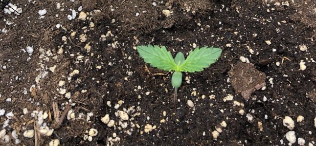 Безымянный.jpg Безымянный.jpg