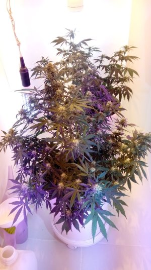 20220121_154450.jpg 20220121_154450.jpg