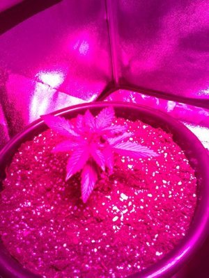 IMG_2022-01-22-17-20-53-696.jpg IMG_2022-01-22-17-20-53-696.jpg