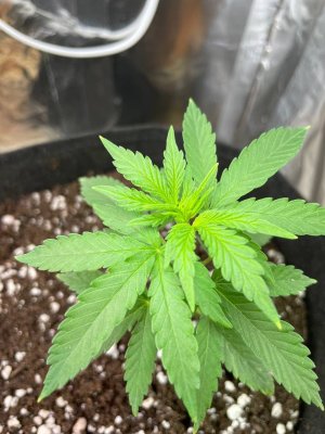 F5E508FB-E4F6-4315-A98C-B8BD35A3AAAA.jpeg F5E508FB-E4F6-4315-A98C-B8BD35A3AAAA.jpeg