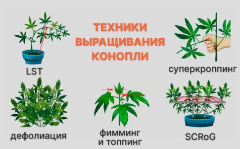 Техники выращивания конопли Техники выращивания конопли