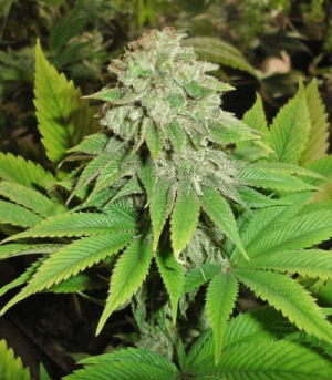 1643119790158.png 1643119790158.png