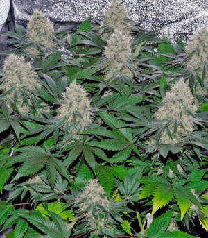 1643119883803.png 1643119883803.png