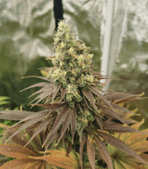 1643120234808.png 1643120234808.png