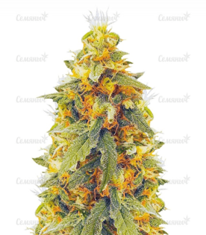 1643120282079.png 1643120282079.png