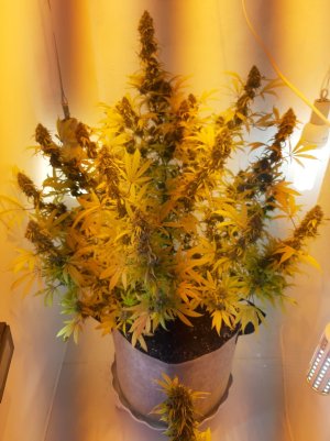 20220127_091828.jpg 20220127_091828.jpg