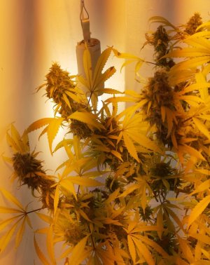 20220127_091746.jpg 20220127_091746.jpg