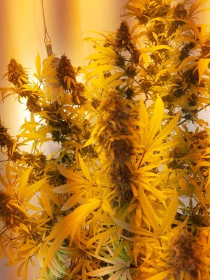 20220127_091804.jpg 20220127_091804.jpg