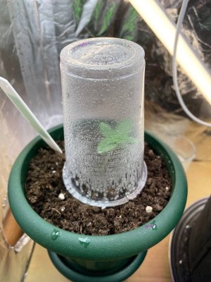 B80BE7CB-B47B-4983-BF55-E1AE1138B103.jpeg B80BE7CB-B47B-4983-BF55-E1AE1138B103.jpeg