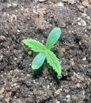 IMG_20220128_124605_copy_1780x2002_copy_1602x1802.jpg IMG_20220128_124605_copy_1780x2002_copy_1602x1802.jpg