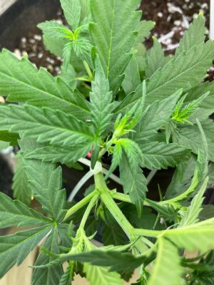 807D6D8B-2F4D-4AA6-A8F4-E1B8188F82CA.jpeg 807D6D8B-2F4D-4AA6-A8F4-E1B8188F82CA.jpeg