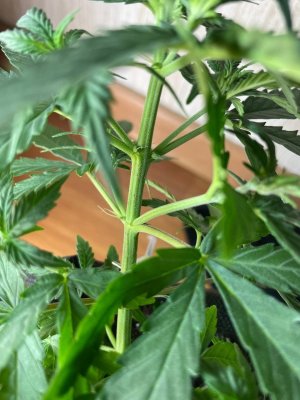 81A95E0D-1FC5-4841-A784-47DC7FF01ECF.jpeg 81A95E0D-1FC5-4841-A784-47DC7FF01ECF.jpeg