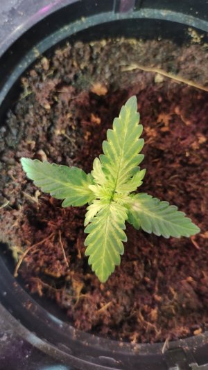 IMG_20231104_195404.jpg IMG_20231104_195404.jpg