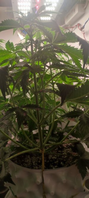 IMG_20231104_185112.jpg IMG_20231104_185112.jpg