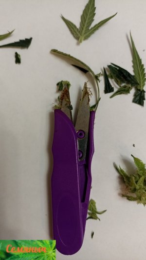 Picsart_23-10-31_01-09-38-670.jpg Picsart_23-10-31_01-09-38-670.jpg