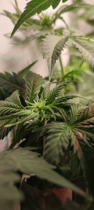 IMG_20231109_233402.jpg IMG_20231109_233402.jpg