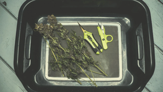 1699903256586.png 1699903256586.png