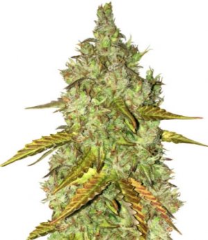 Dosvidos.jpg Dosvidos.jpg