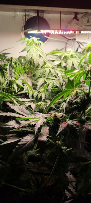 IMG_20231115_113447.jpg IMG_20231115_113447.jpg