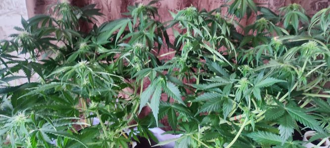 IMG_20231115_113600.jpg IMG_20231115_113600.jpg