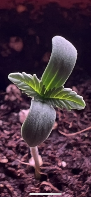 IMG_3526.png IMG_3526.png