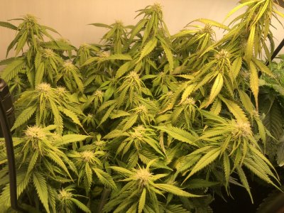 IMG_5046.jpeg IMG_5046.jpeg