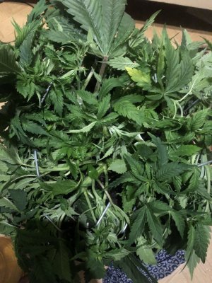 IMG_5042.jpeg IMG_5042.jpeg