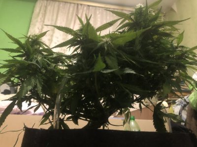 IMG_5052.jpeg IMG_5052.jpeg