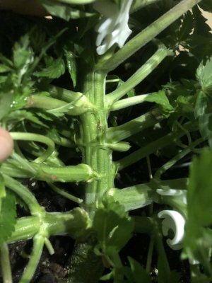 IMG_5043.jpeg IMG_5043.jpeg