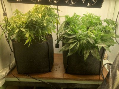 IMG_5048.jpeg IMG_5048.jpeg