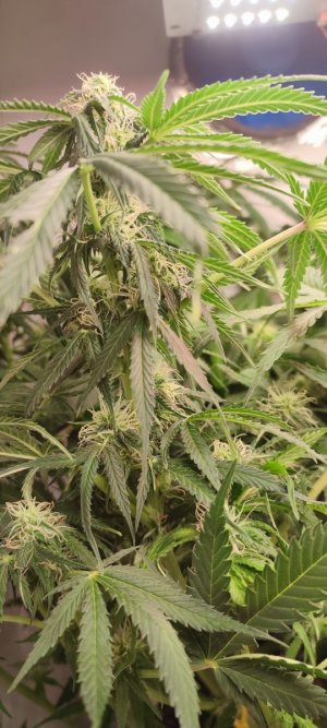 IMG_20231119_115330.jpg IMG_20231119_115330.jpg