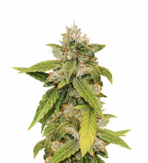 1700413592253.png 1700413592253.png