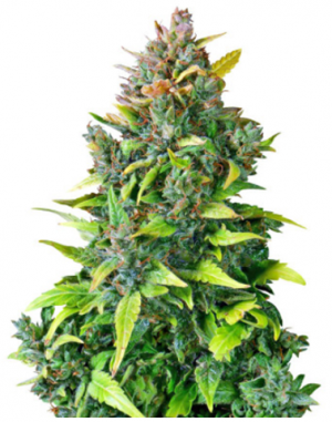 1700413600174.png 1700413600174.png