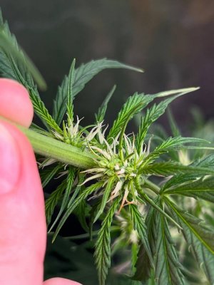 photo_4_2023-11-20_19-23-08.jpg photo_4_2023-11-20_19-23-08.jpg