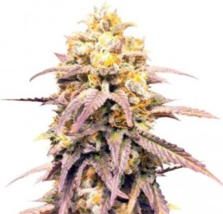 critical super silver haze.jpg