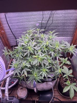 IMG_3688.jpeg IMG_3688.jpeg