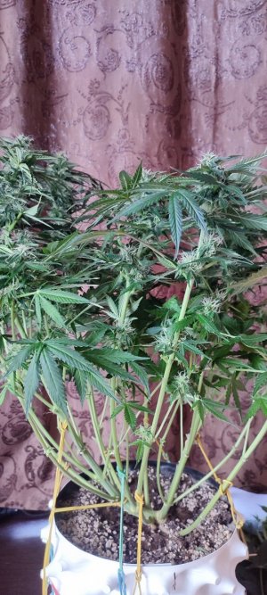 IMG_20231126_111123.jpg IMG_20231126_111123.jpg