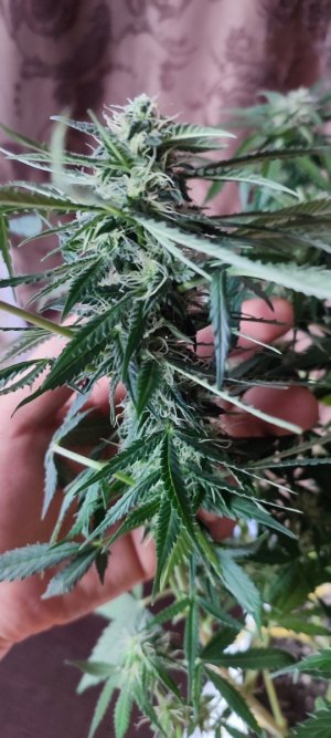 IMG_20231126_111141.jpg IMG_20231126_111141.jpg