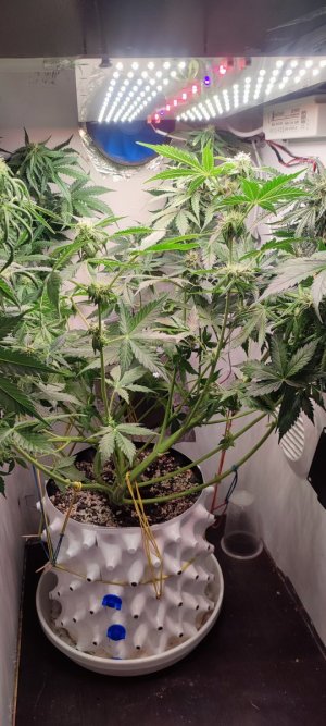 IMG_20231126_111057.jpg IMG_20231126_111057.jpg