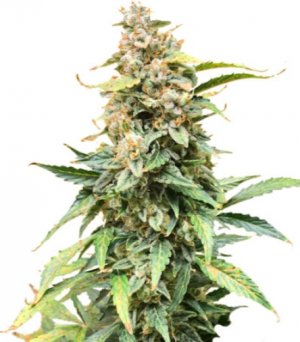 northern lights auto.jpg northern lights auto.jpg