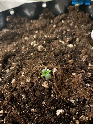 1 день.jpg 1 день.jpg