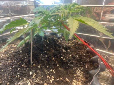 16 дней 2.jpg 16 дней 2.jpg